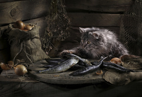 �����, ����, ���, �����, ����