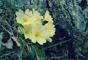 �����, ����, �������