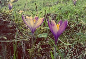 �����, ����, �������