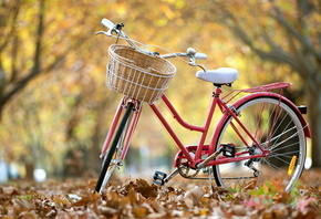 аллея, деревья, велосипед, листва, осень, небо, красота