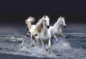 ���, �����, ����