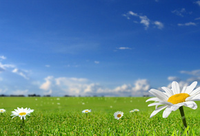 ����, �����, �������