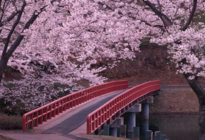 Сакура, мост, дорога, река, вода, цветы, красота