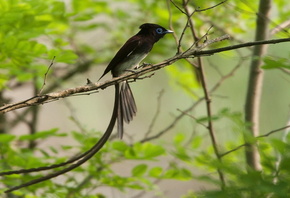 �����, �����, �����, �����, ������, �������