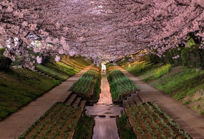 парк, Япония, сакура, весна, красиво, ручей, дорожка, ступени, цветы