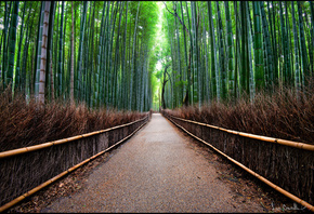 бамбуковая, роща, дорожка, прогулка, деревья, прикольно