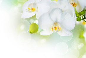 �������, �����, ���, �������