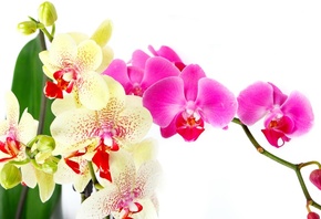 орхидея, цветы, белый, фон