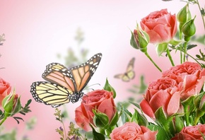 ����, �������, �����