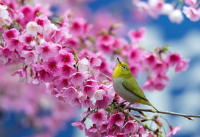 сакура, вишня, цветы, птица, Японский белый глаз, весна, цветение