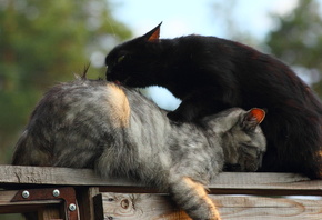 ����, ����, ���