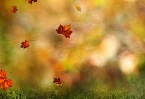 �����, ���, ������