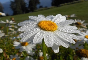 �������, �����, ����