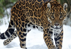 Ягуар, кошка, хищник, морда, глаза, уши, усы, снег, зима, пятна, красиво