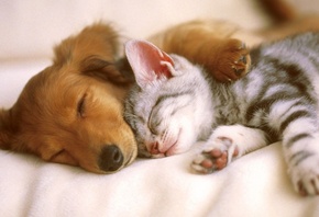 ������, �����, ����, ������