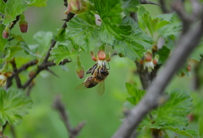 �����, �������