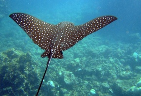 ��������� ���, ����, ������� ����