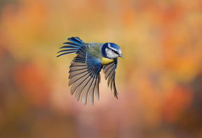 �����, ������, ����, ���, ����������