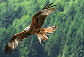 ����, �����, �������, �����, ������