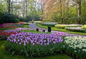 Keukenhof Lisse, Netherlands, �������, ������������ ����, ��������, ������