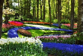 �����, keukenhof lisse netherlands, ����, �����, �������, ������, �����, �� ...