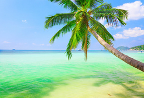 sea, weeping, coconut palm, nature, landscape, sky, clouds, , , 