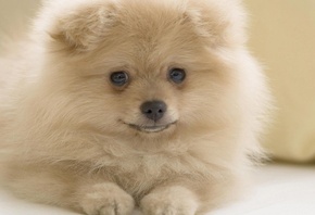 ��������, �������