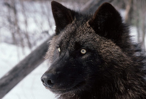 ����, �����