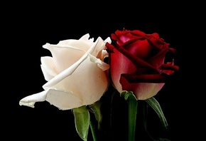 ����, ����