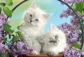 ������, ������