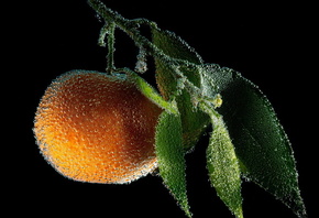 ������, ����