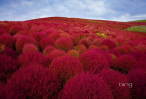 �������, ������, �������, bing, ����, ������