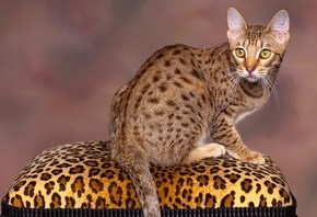 ���, �����, �����, ���, �����, ����, ���, �������, ���