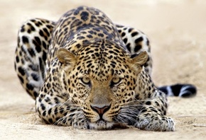 Пятнистый леопард, настороженный взгляд
