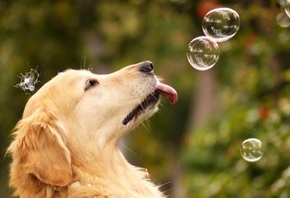 Собака, мыльные пузыри, морда, уши, язык, весело, прикольно, красота