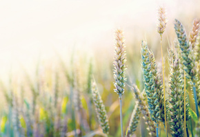 �������, �����, ����, ������