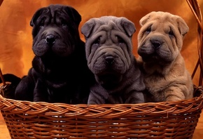 �������, �������