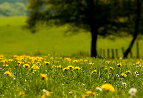 �������, �����, ����, ������, �����������, �����, ������, ���, �����