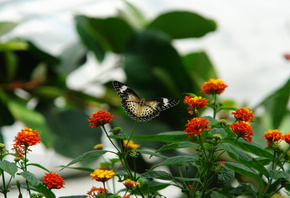 �����, ����, �������, �����