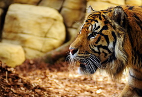 ����, tiger, �����, ������, �����, ����, �����, ������