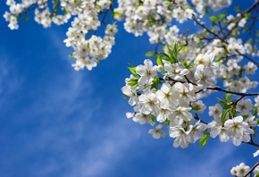 весна, дерево, ветки, природа, цветы, вишня, листья, небо, spring, tree, br ...