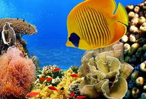 ��������� ���, �����