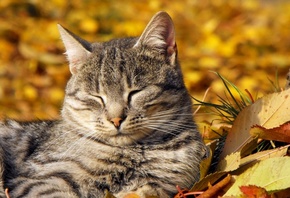 ���, �����, ���, ���, ������, �����, ��������, �������, ���