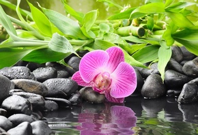 цветы, камни, вода, отражение, листья, природа, бамбук