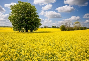 природа, весна, украина, поле, рапс, дерево, каштан, красиво, небо, облака