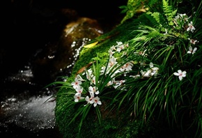 ��������, �����, �����, ����