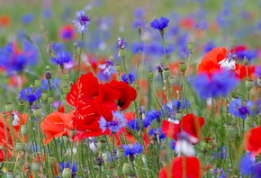 �����, �������, ����, ����