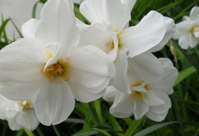 �����, ������