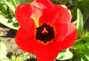 �������, �����, �������