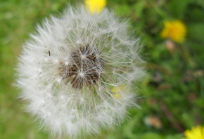 �����, ���������